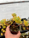 Aeonium Simsii hybrid