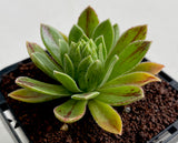 Aeonium Simsii hybrid