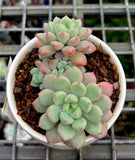 Echeveria Minima hybrid cluster (Korean Form) -
