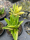 Aloe Mitriformis f. variegata with offsets