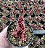 Crassula Capitella subs. Thyrsiflora (Pyramid Plant) (S)