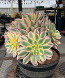 Aeonium Sunburst with 4 large offsets - XL  (#4) For pick up only on