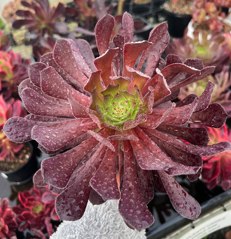 Aeonium Peacock with offsets (L)- reverse variegated
