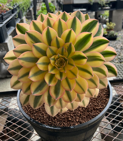 Aeonium Sunburst with 6 offsets (#2) - XL For pick up only