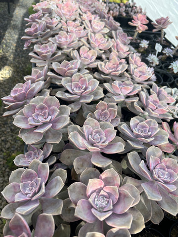 Graptopetalum Purple Delight cutting (Large x1)