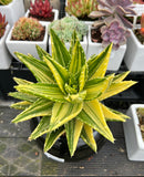 Aloe Mitriformis f. variegata (XLarge)
