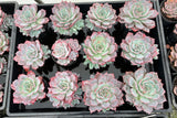 Echeveria Laulensis with offsets