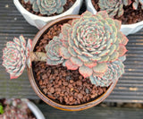 Echeveria Pinwheel ‘Tuxpan’ cluster