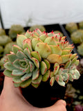 Echeveria Lychees and Cream with offsets