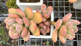 Pachyphytum Green Apple - Large cluster (#1)