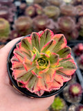 Aeonium Sweet Tea variegated with offsets