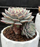 Echeveria Pinwheel ‘Tuxpan’ cluster (#1)