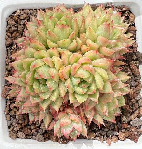 Echeveria Mebina (small cluster)