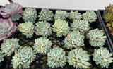 Echeveria Albicans with offsets