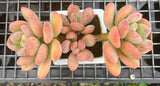 Pachyphytum Green Apple - Large cluster (#2)