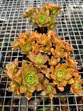 Aeonium Bronze Medal with offsets