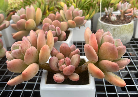 Pachyphytum Green Apple - Large cluster (#2)