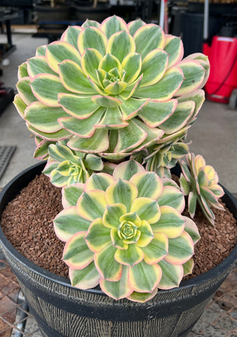 Aeonium Sunburst with 10 offsets - XL (#3) For pick up only