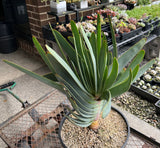 Kumara Plicatis multi heads AKA ‘Fan Aloe’ (#2) - XL matured - For pick up only
