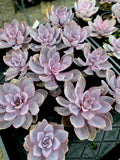 Echeveria gibbiflora 'Purple Pearl' (L)