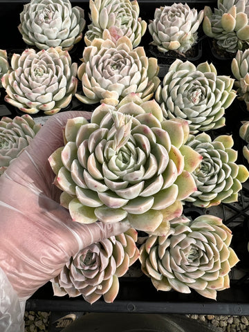 Echeveria Hyalina with offsets
