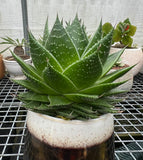 xGasteraloe ‘Cosmo’ (Large with offsets)