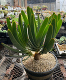 Kumara Plicatis multi heads AKA ‘Fan Aloe’ (#1) - XL matured - For pick up only