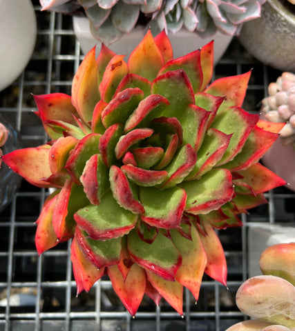 Echeveria agavoides 'Morgain' with offsets - mature