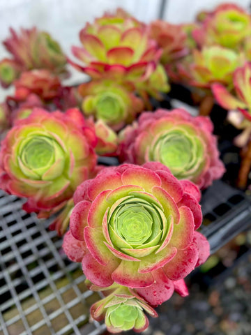 Aeonium  Blushing Beauty with offsets (L)