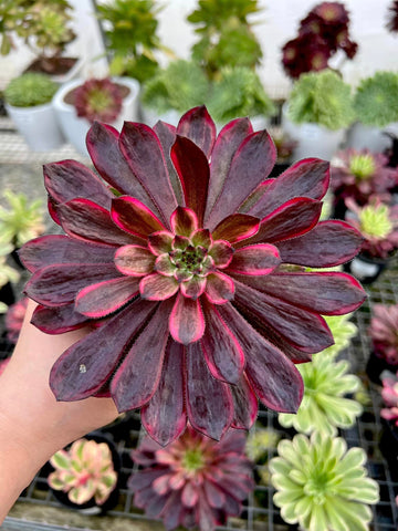 Aeonium Purple Ink (Large with offsets)