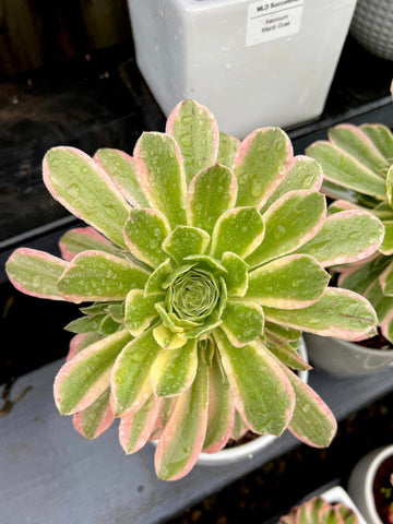 Aeonium Yanning with offsets (XL)