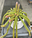 Aporocactus Flagelliformis (Rats Tail cactus/Pink flower) (#1) - very matured - For pick up only