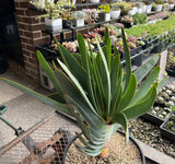 Kumara Plicatis multi heads AKA ‘Fan Aloe’ (#2) - XL matured - For pick up only