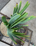 Kumara Plicatis multi heads AKA ‘Fan Aloe’ (#3) - XL matured - For pick up only
