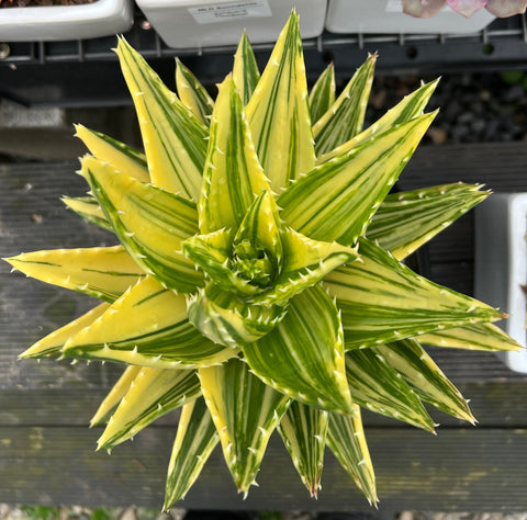 Aloe Mitriformis f. variegata (XLarge)