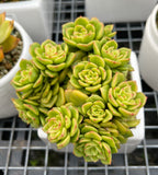 Sedeveria Rolly (cluster)