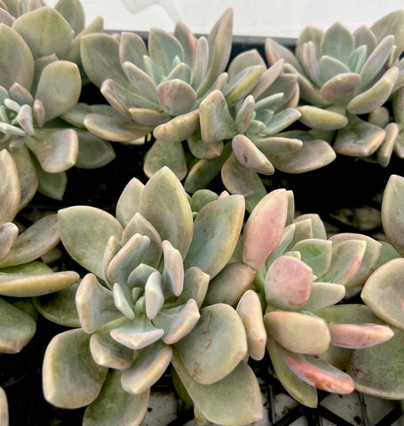 Pachyveria Lights and Lovely (multi heads)