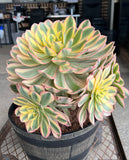 Aeonium Sunburst with 4 large offsets - XL  (#4) For pick up only on