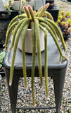Aporocactus Flagelliformis (Rats Tail cactus/Pink flower) (#1) - very matured - For pick up only