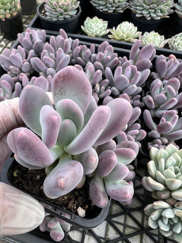 Pachyphytum Glutinicaule (with offshoot)