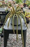 Aporocactus Flagelliformis (RatsTail cactus/Pink flower) (#2) - very matured - For pick up only