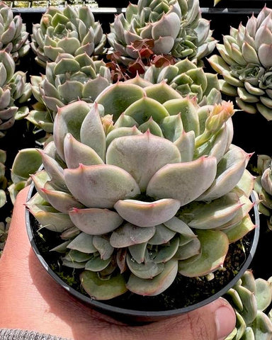 Echeveria Hercules with offsets