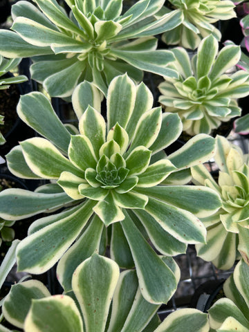 Aeonium Yanning with offsets