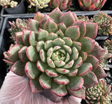 Echeveria Fire Magic with offsets