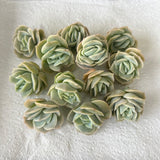 Graptoveria Lovely Rose cutting (set of 2 )