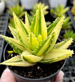 Aloe Mitriformis f. variegata with offsets