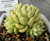 Echeveria Moon Queen with offsets #2
