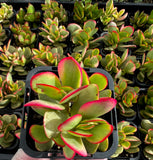 Crassula Platyphylla variegated