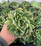 Echeveria Ileen with offsets