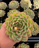 Echeveria Lychees and Cream with offsets
